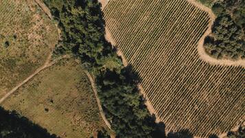 Vista aérea de un viñedo con hileras de vides, rodeado de zonas boscosas.