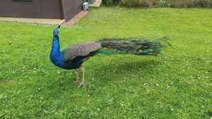 Ein Pfau steht auf einer grünen Rasenfläche, im Hintergrund sind ein Gebäude und ein Gewässer zu sehen.
