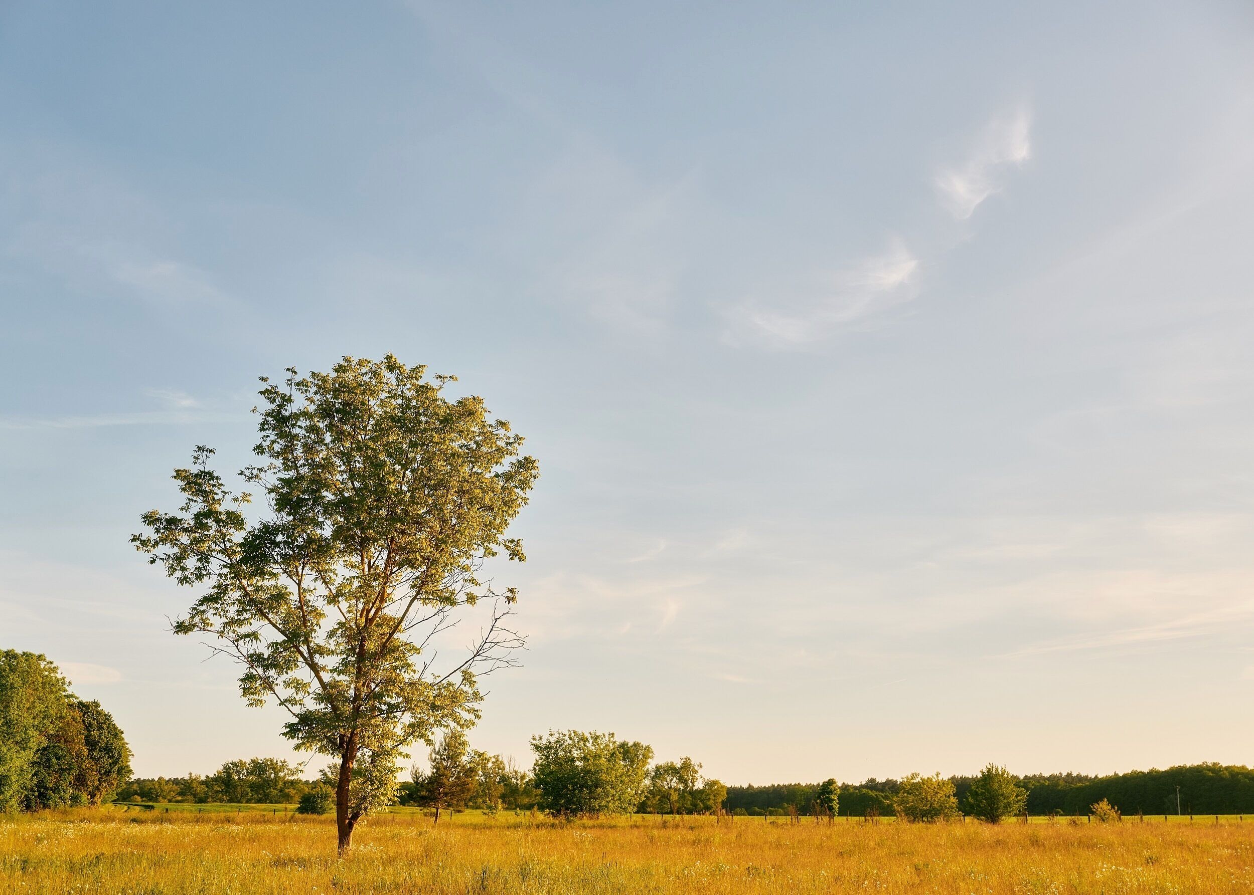 Ein Baum steht allein in einem Feld unter blauem Himmel.