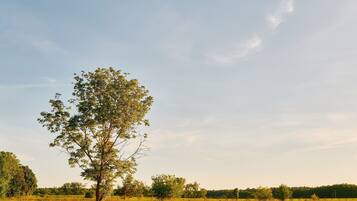 Ein Baum steht allein in einem Feld unter blauem Himmel.