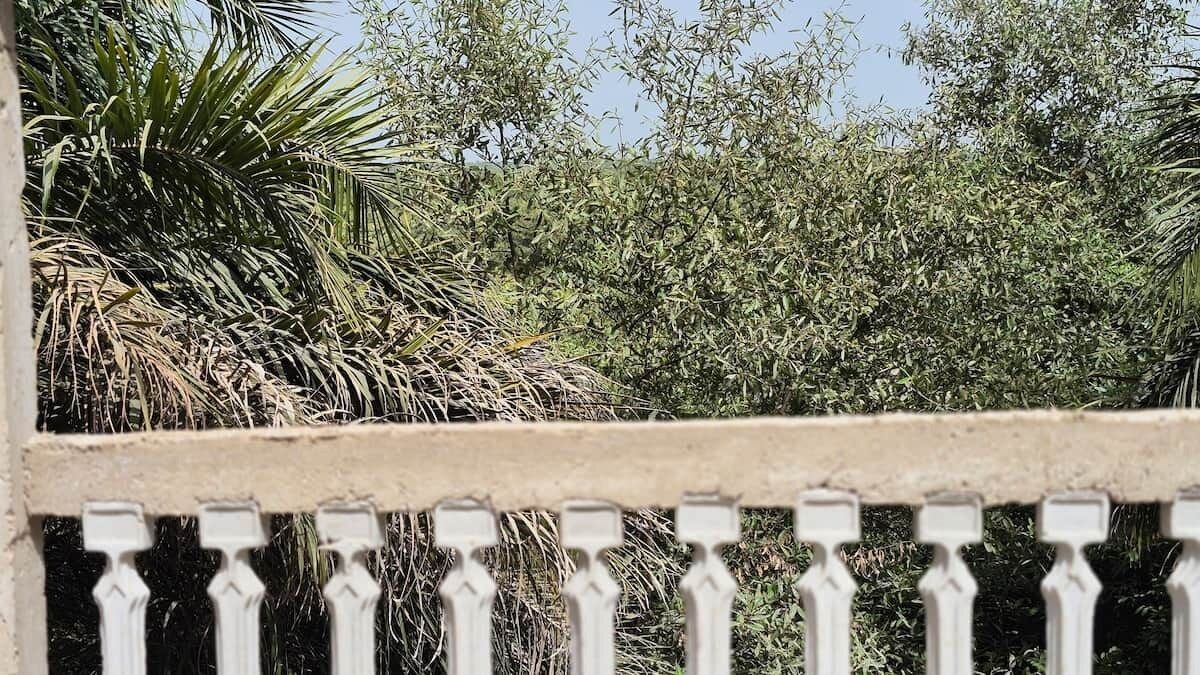 A view of a garden with various plants and a white metal fence.