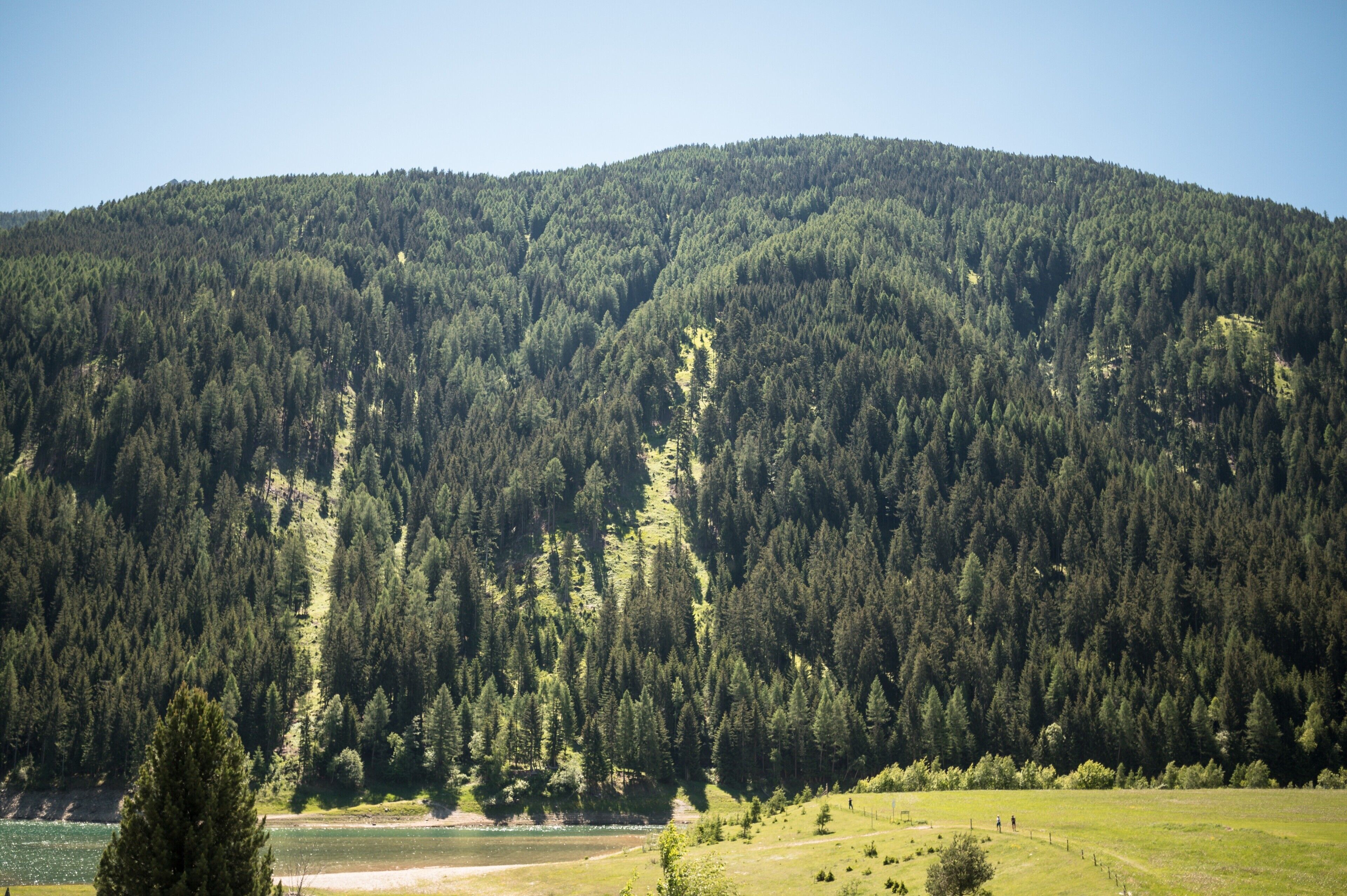 Paisatge de muntanya amb una forest densa, un riu i una zona verda.