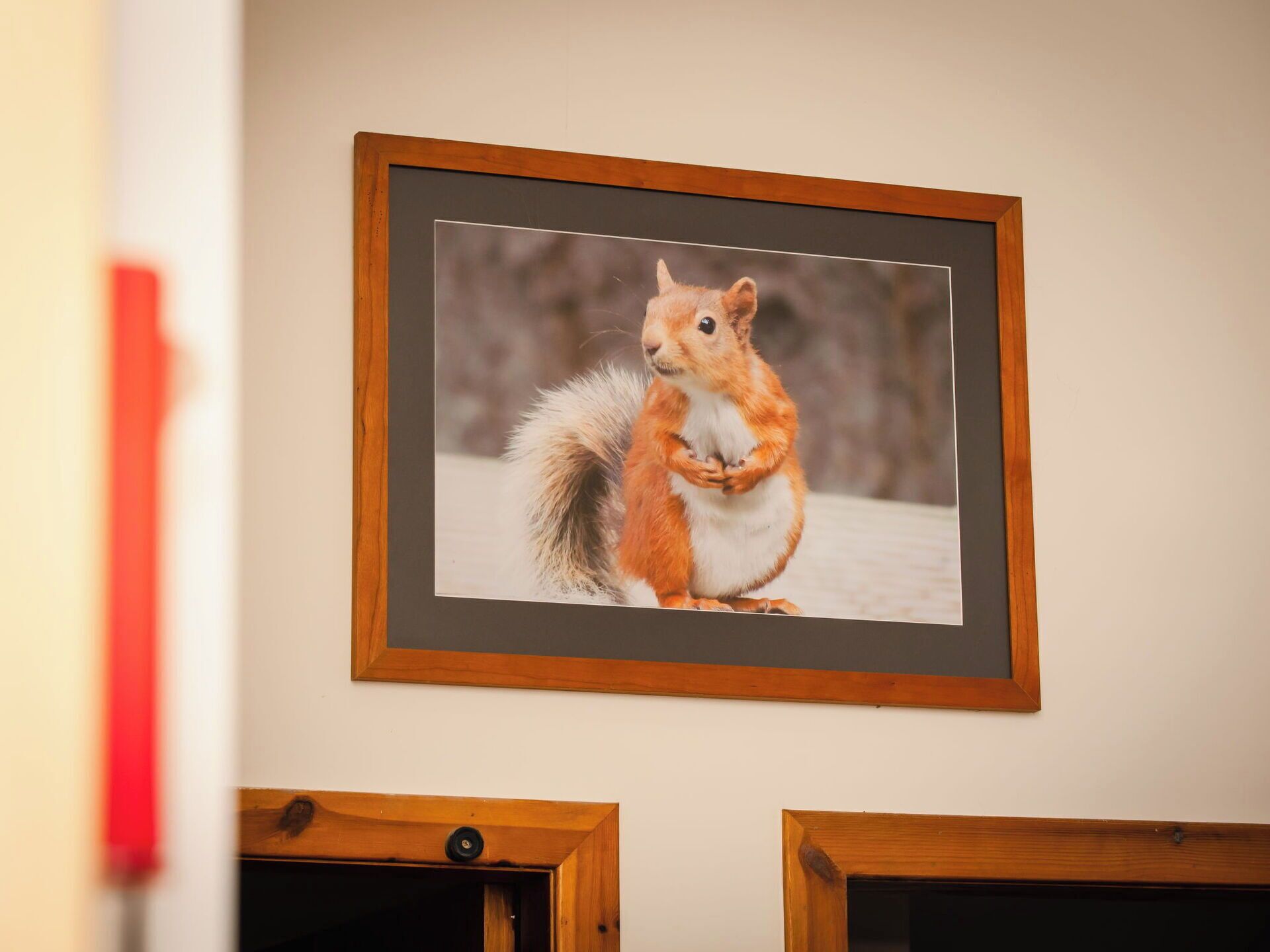 Een ingelijst foto van een eekhoorn aan een muur.