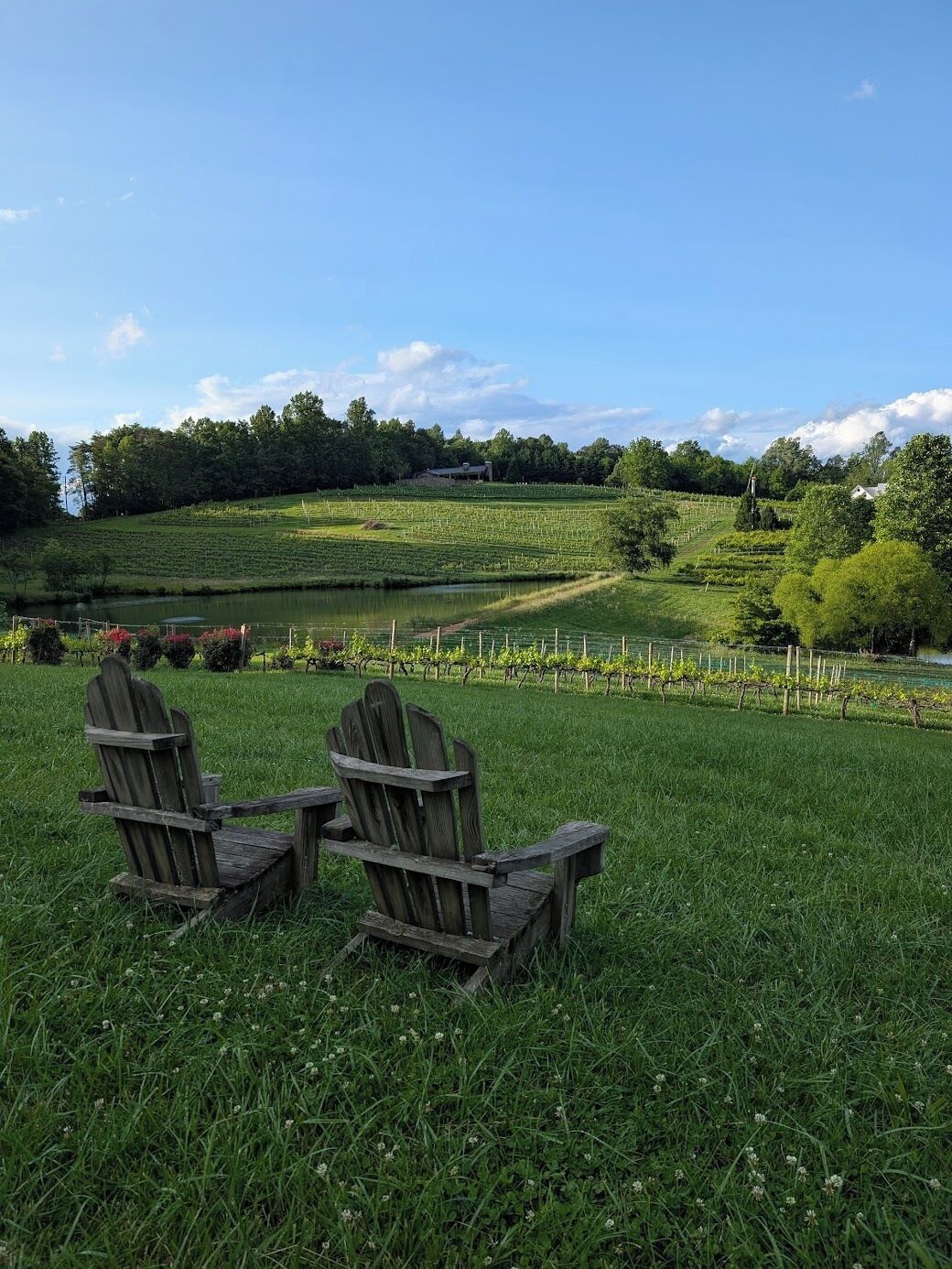 A grassy field with two wooden chairs facing a vineyard and a body of water.