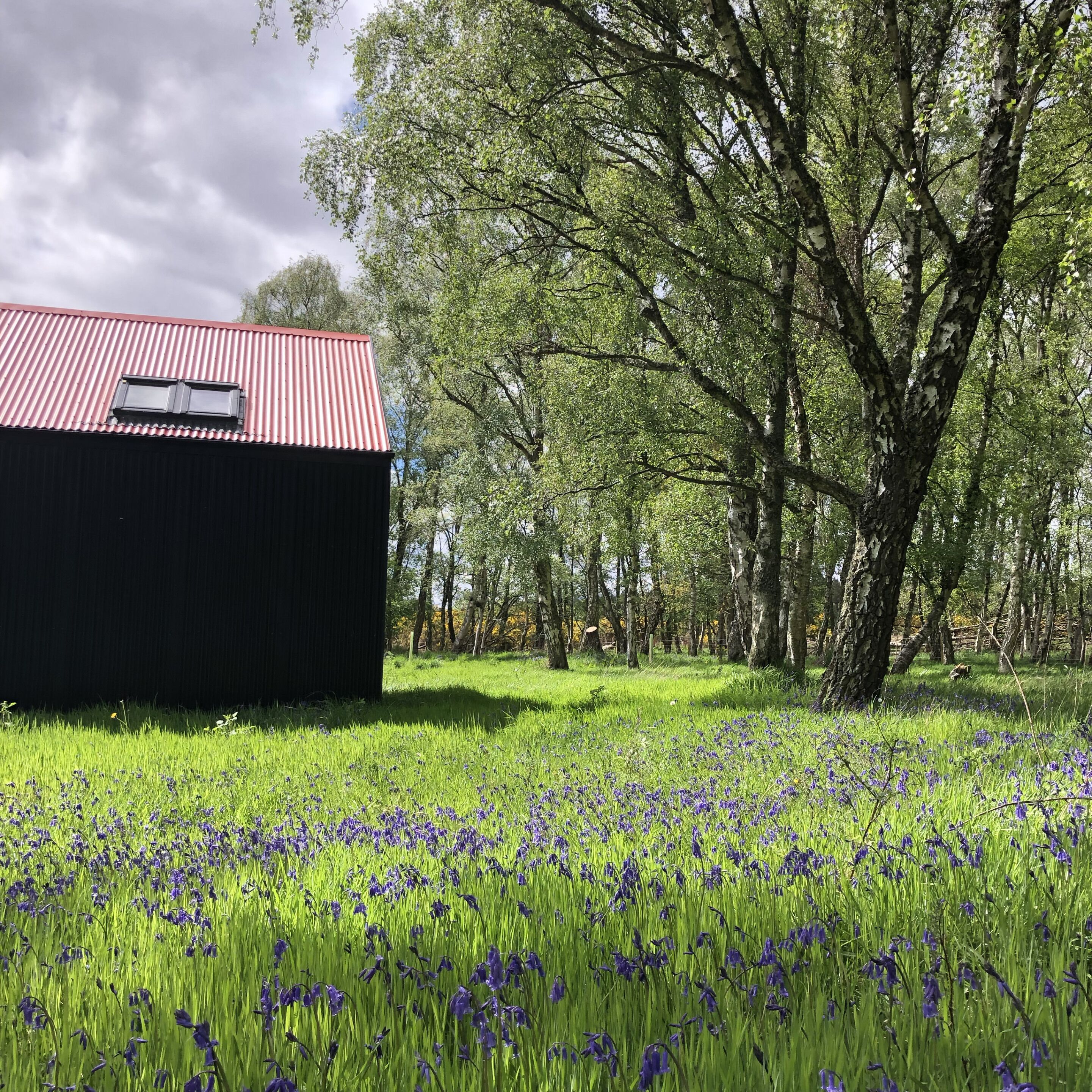 The view from behind No.3  - taken in spring when the meadow is a carpet of bluebells around the birches.