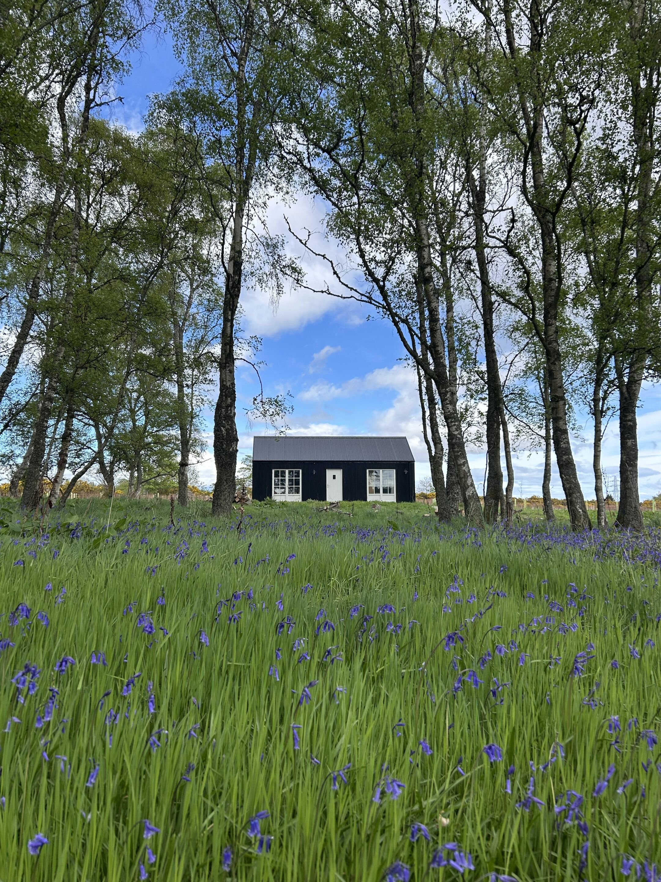 No. 5 overlooking spring bluebells.