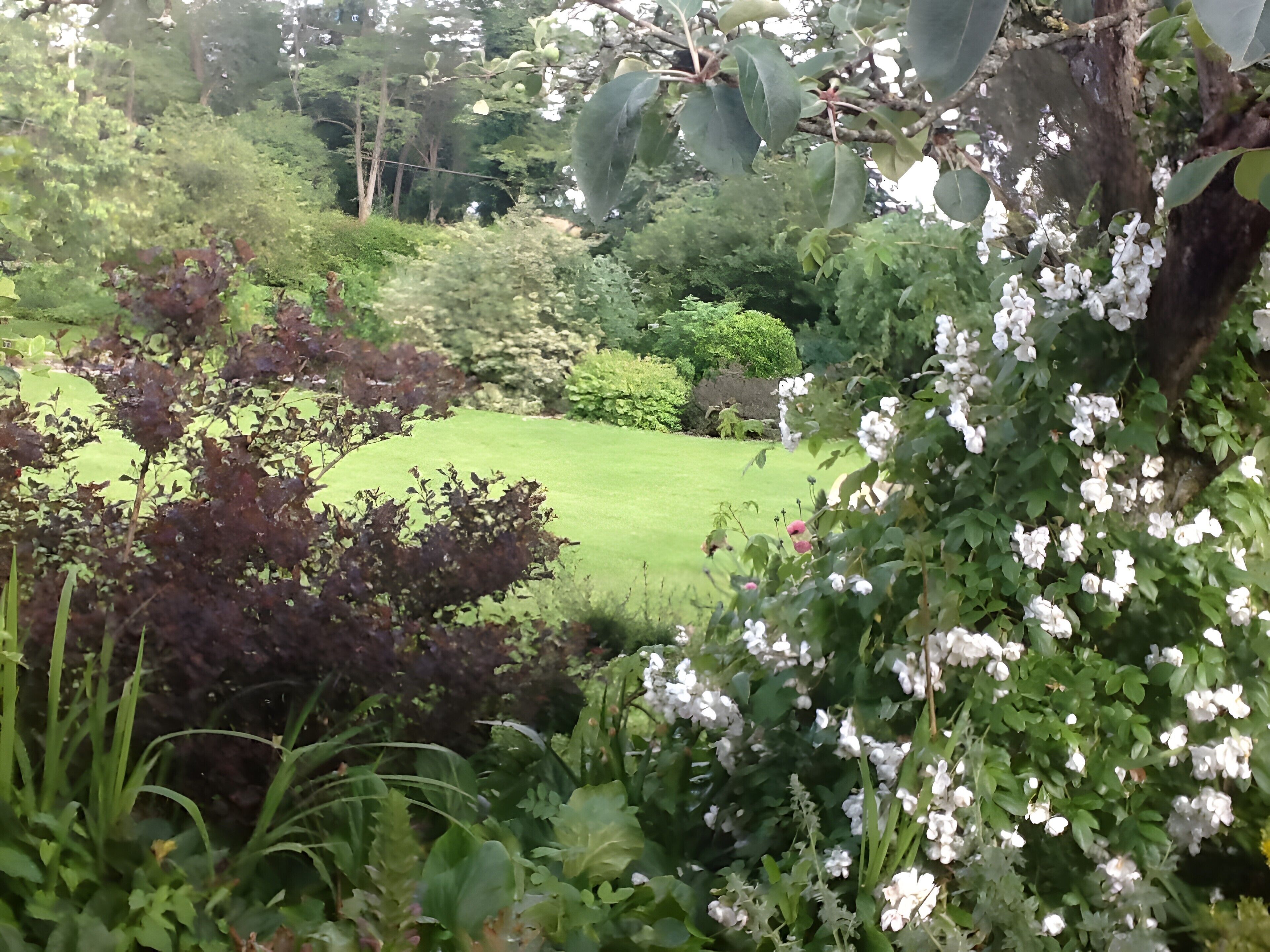 A lush garden with various plants and a well-maintained lawn.