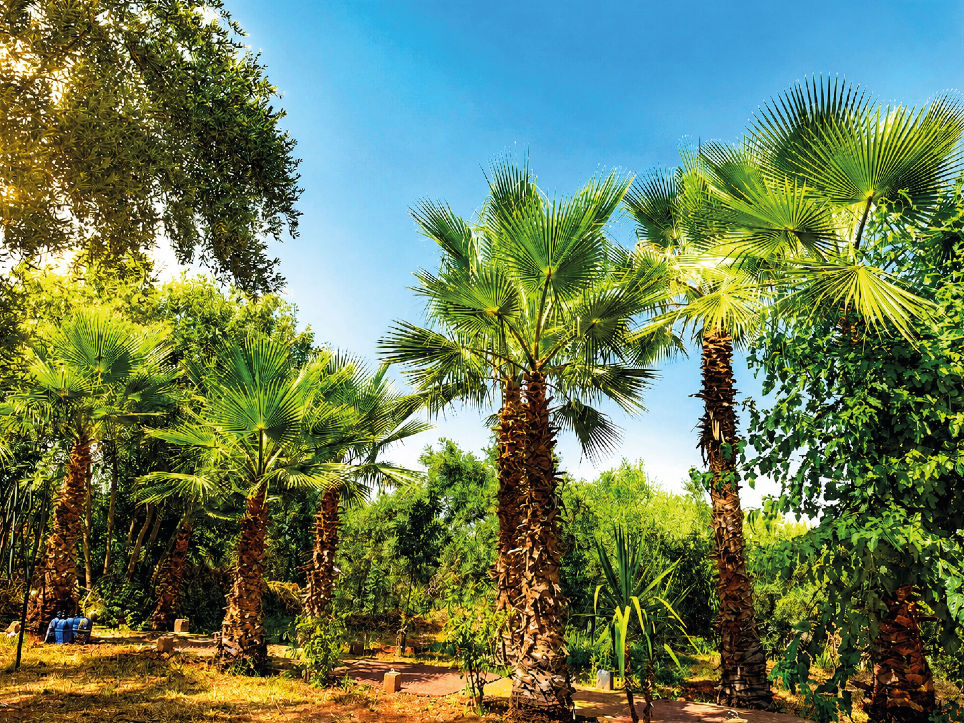 Un jardín tropical con palmeras y follaje denso.