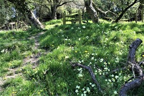 A natural outdoor area with a dirt path, wildflowers, and a wooden fence. - Tranquil countryside cottage (Wrexham)