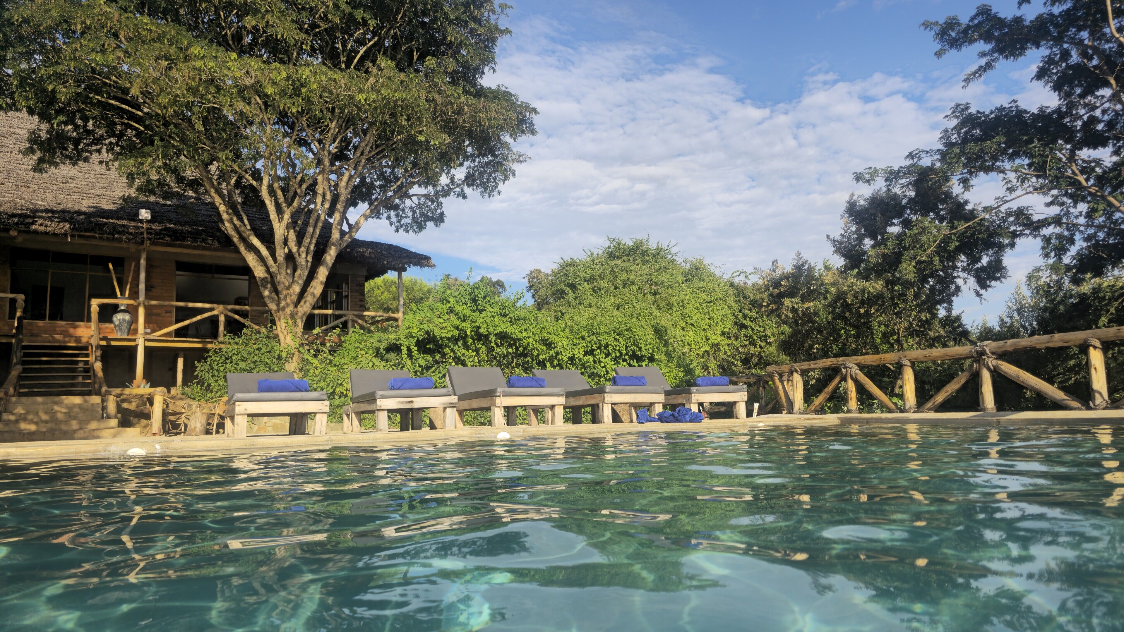 A pool with clear water, wooden lounge chairs, and a tree.