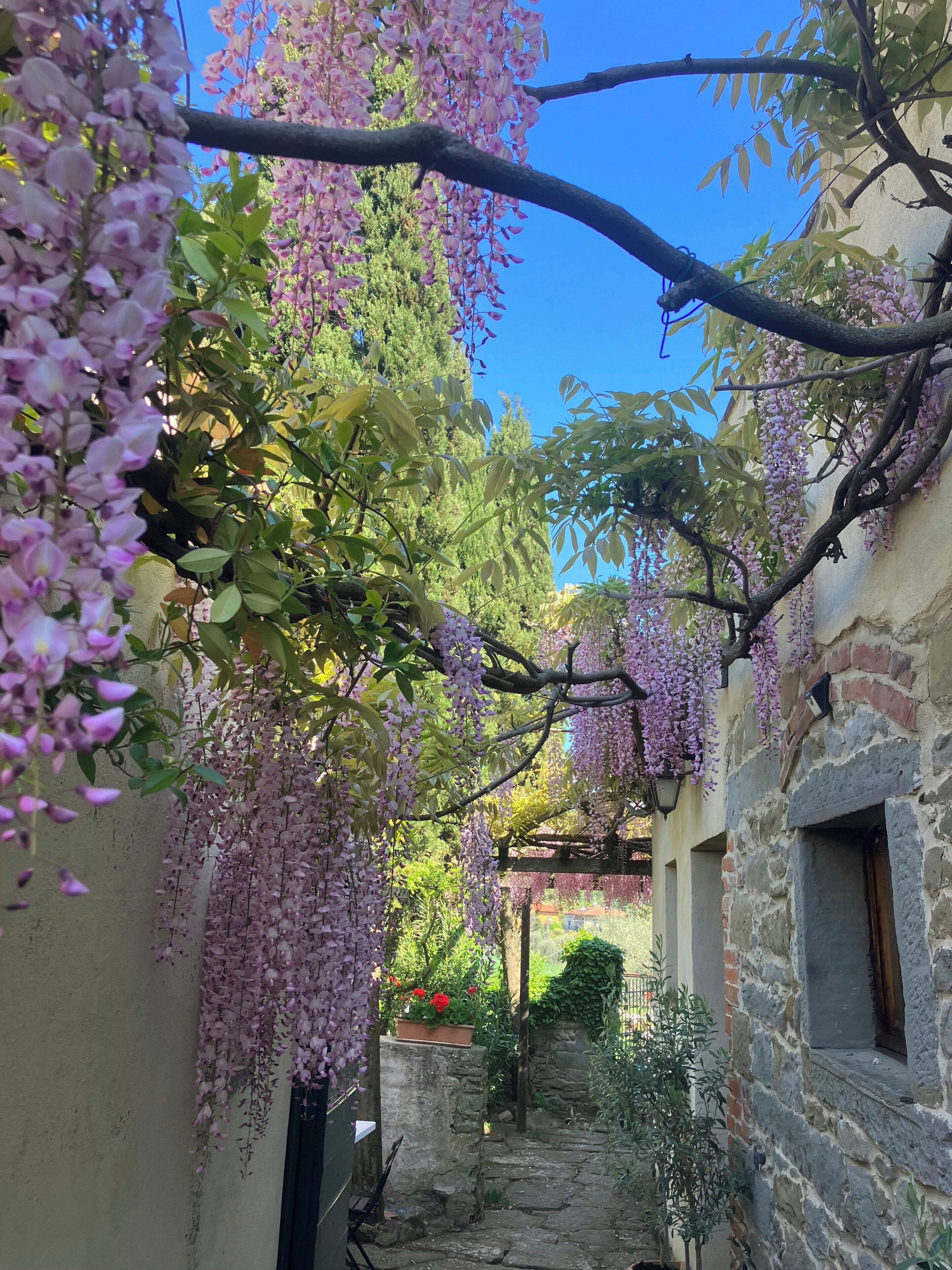 Un étroit sentier de pierre, bordé de bâtiments dont les façades sont ornées de fleurs violettes en cascade.