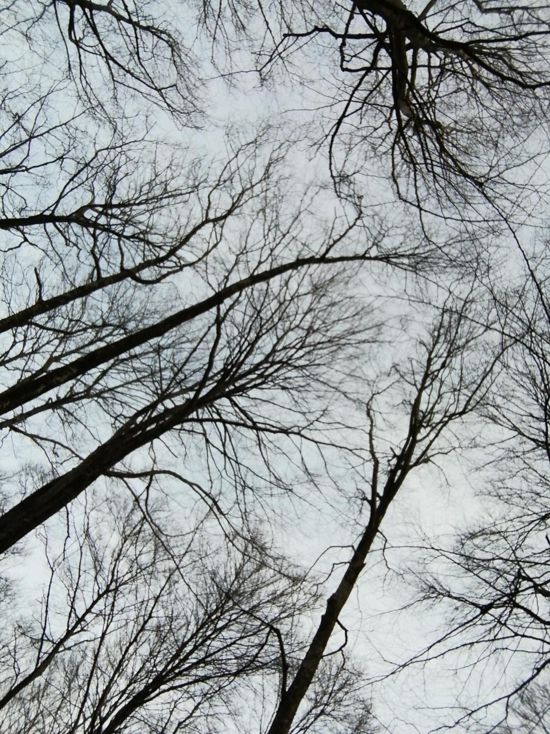 A view of tree branches against a cloudy sky.