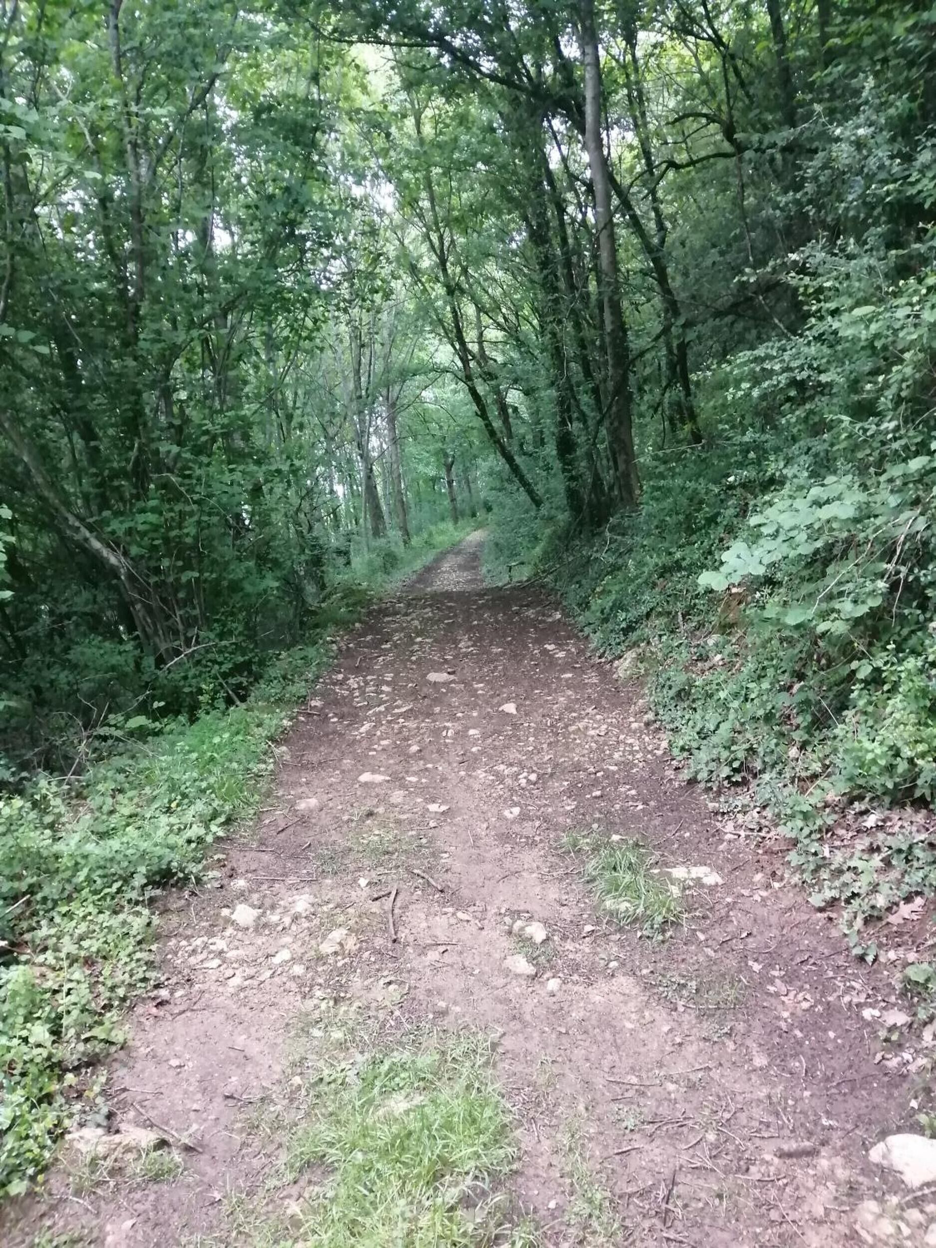 Un sendero arbolado con árboles y maleza densa.