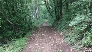 Un sendero arbolado con árboles y maleza densa.
