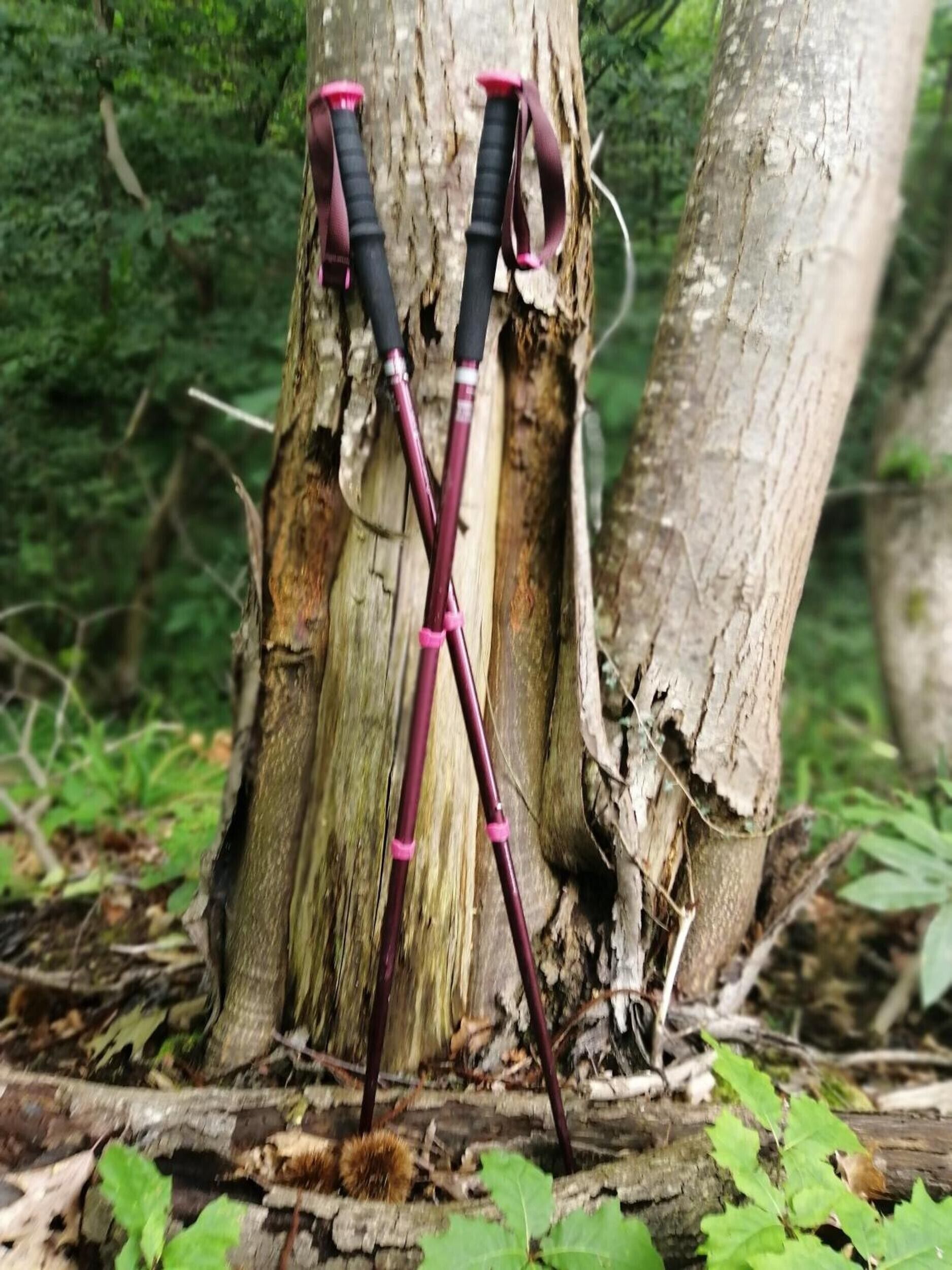 Zwei Wanderstöcke, an einen Baumstamm in einem Wald gelehnt.
