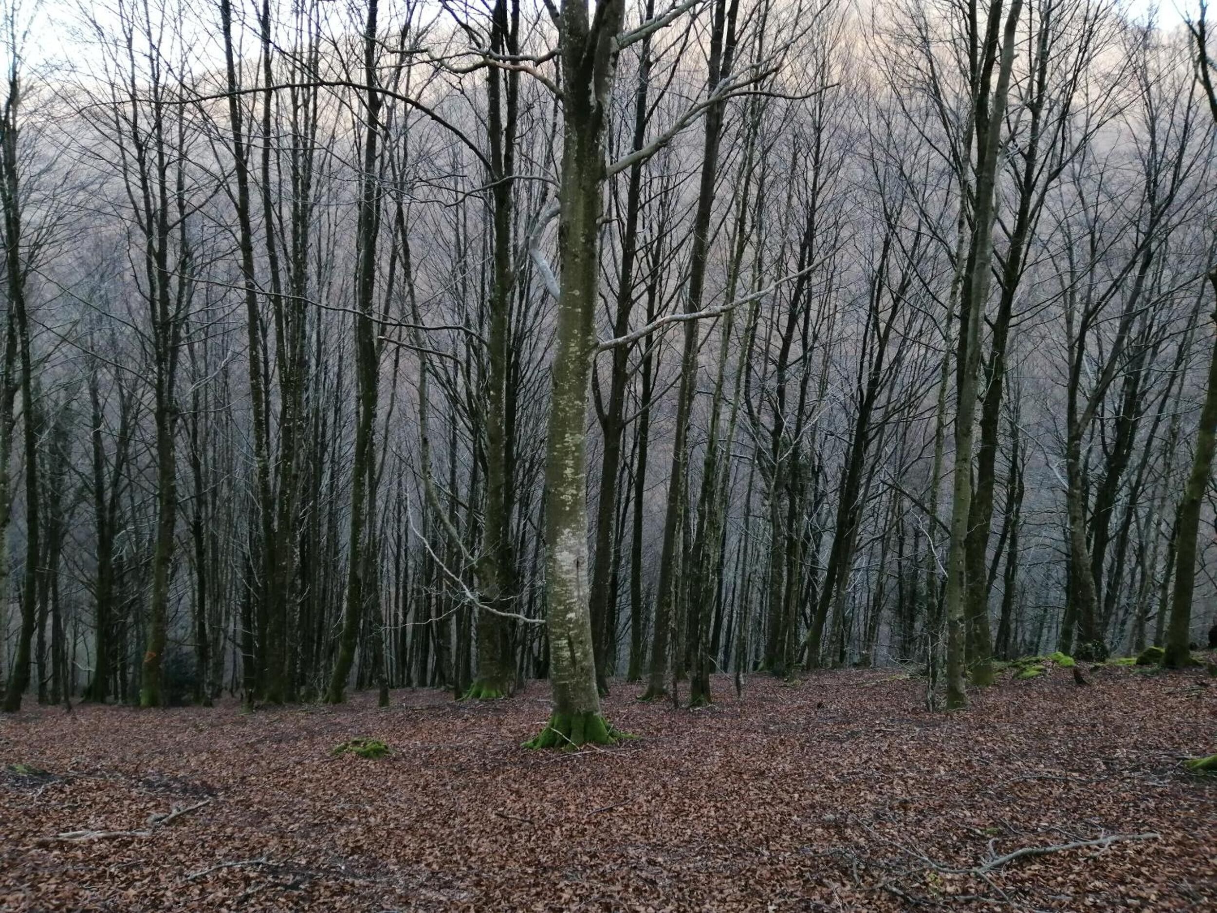 A forest with leaf-covered ground and tall, leafless trees.