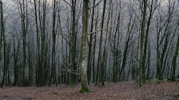 A forest with leaf-covered ground and tall, leafless trees.