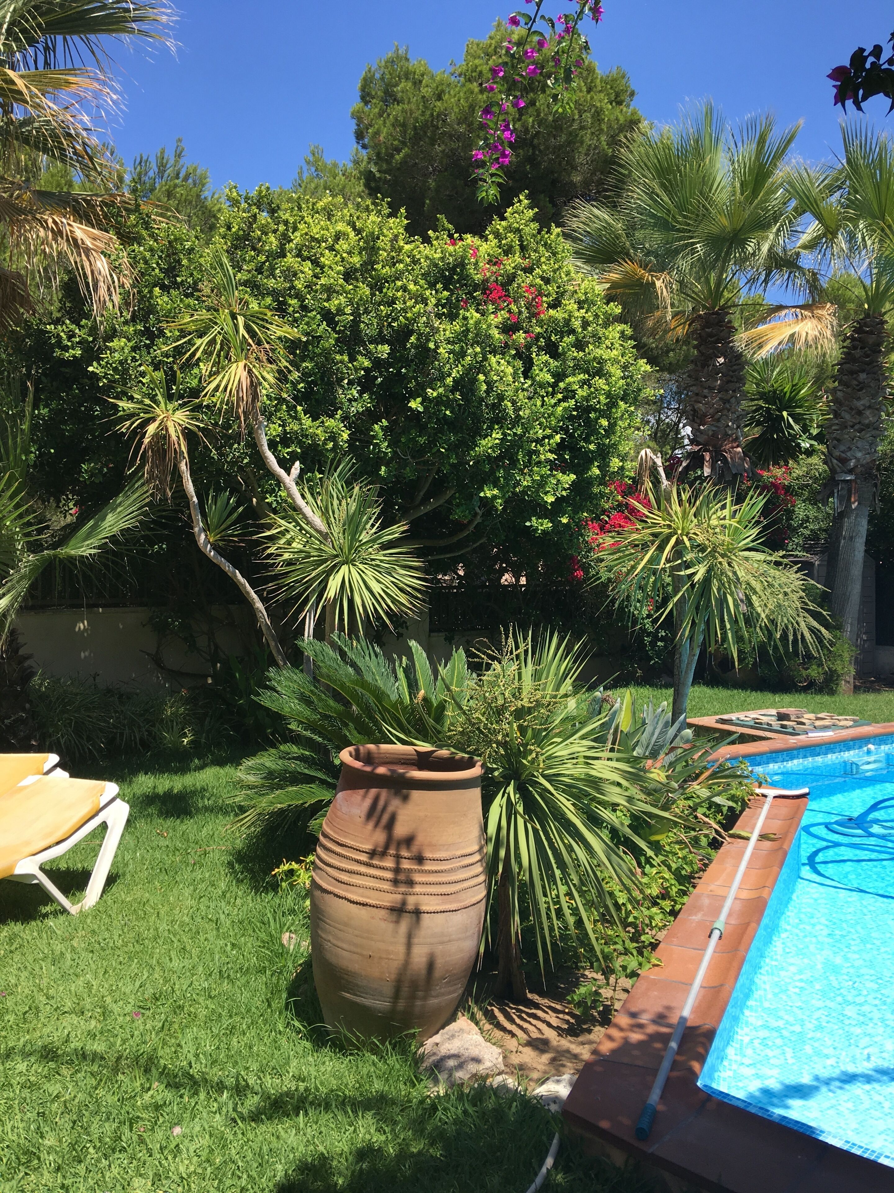 Ein Garten mit Schwimmbad, einem großen Terrakottatopf und verschiedenen tropischen Pflanzen.