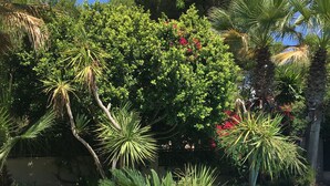 A backyard with a swimming pool, a large terracotta pot, and various tropical plants. - CAN SERENA. CAN PICAFORT. MALLORCA. NEAR THE BEACH (Can Picafort)