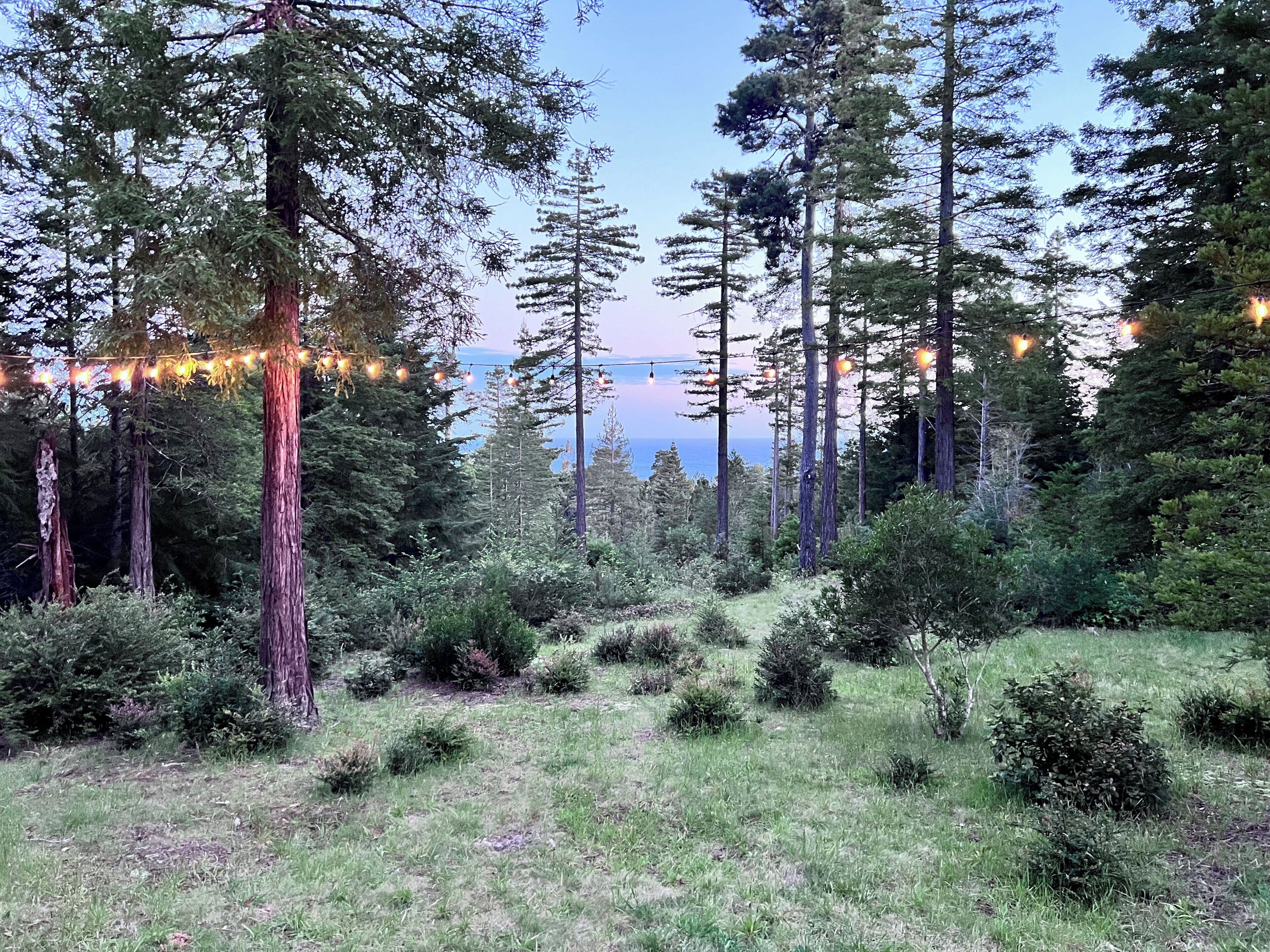 Metsäinen alue, jossa on korkeita puita ja josta avautuu näkymä merelle.