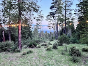 A forested area with tall trees and a view of the ocean.