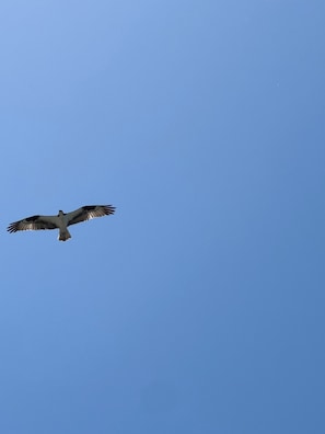 A bird in flight against a clear blue sky.