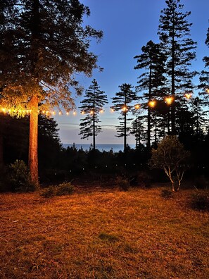 A nighttime outdoor scene with string lights and tall trees.