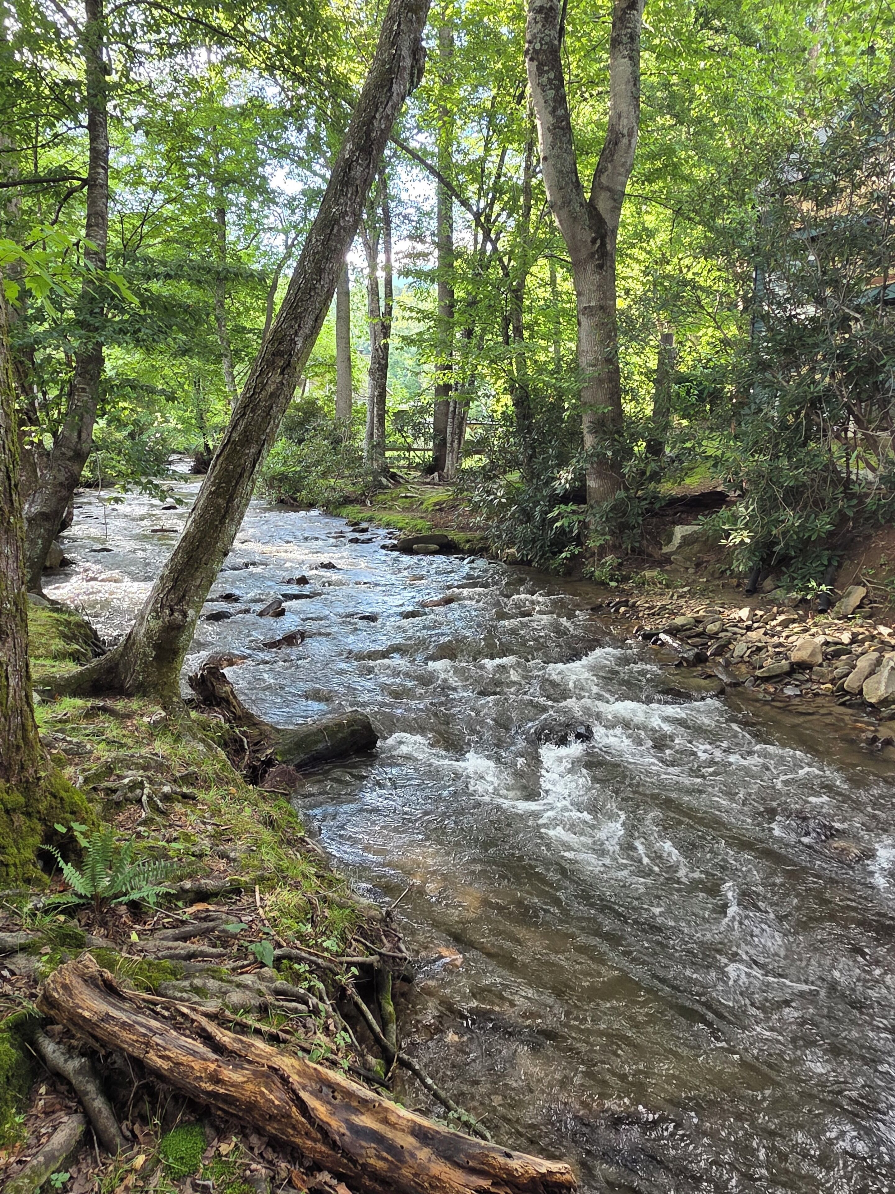 A forest stream with rocks and trees.