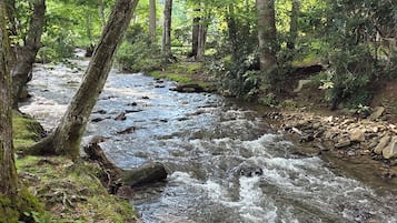 A forest stream with rocks and trees.