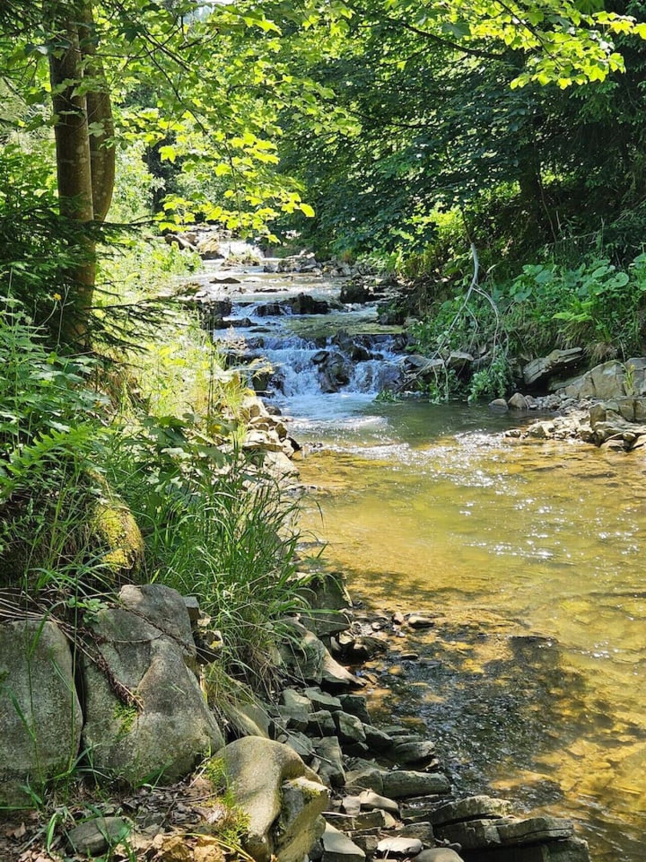 A natural stream with clear water, surrounded by rocks and greenery.