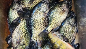A sink filled with multiple fish. - 3-bedroom Waterview cabin with AC in charming Birchwood (Birchwood)