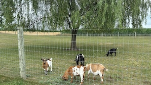 A fenced outdoor area with trees and grass. - The Good Neighbor’s Loft (Orrstown)