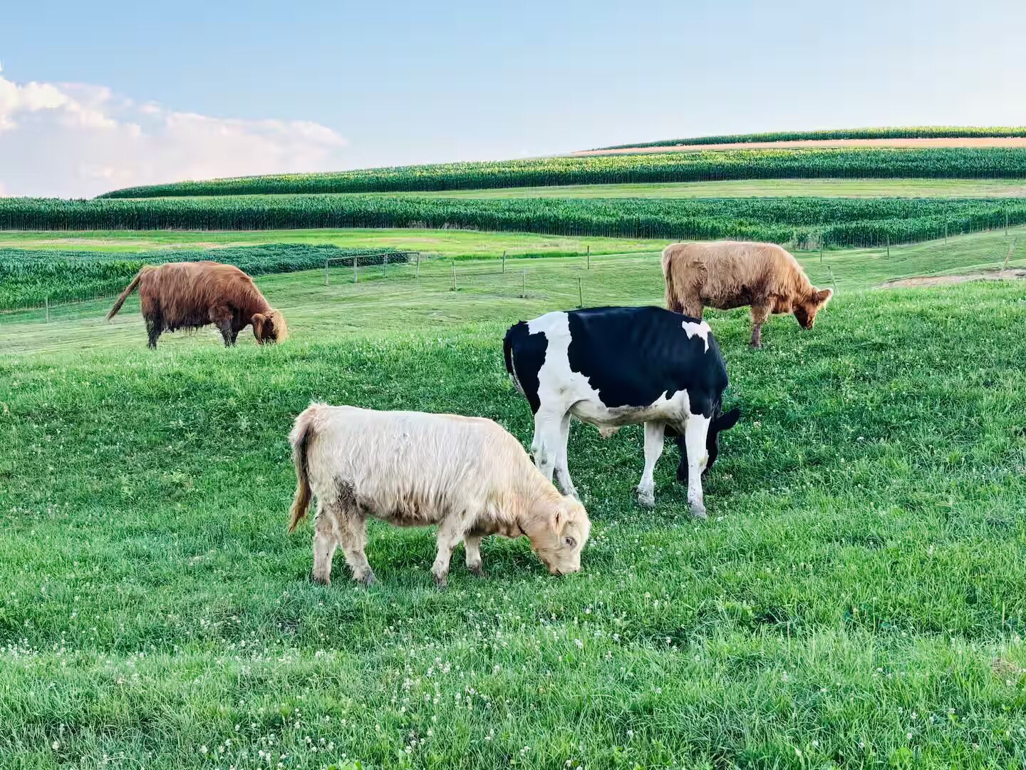 Un champ verdoyant où paissent des vaches.