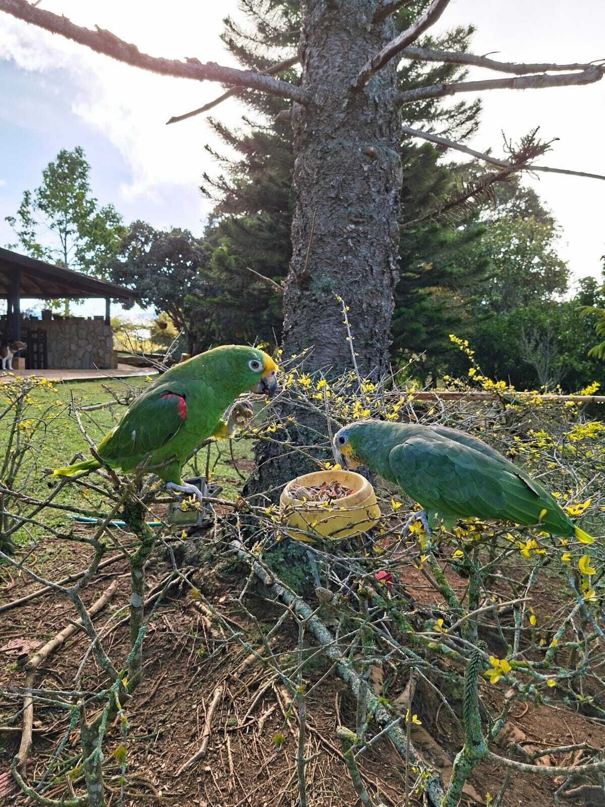 Two parrots near a tree and a yellow bowl, with a stone structure in the background.