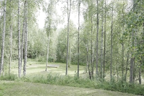 A forested area with tall trees and a grassy clearing. - Charming 2-bedroom house in Wasilla perfect for your getaway (Wasilla)