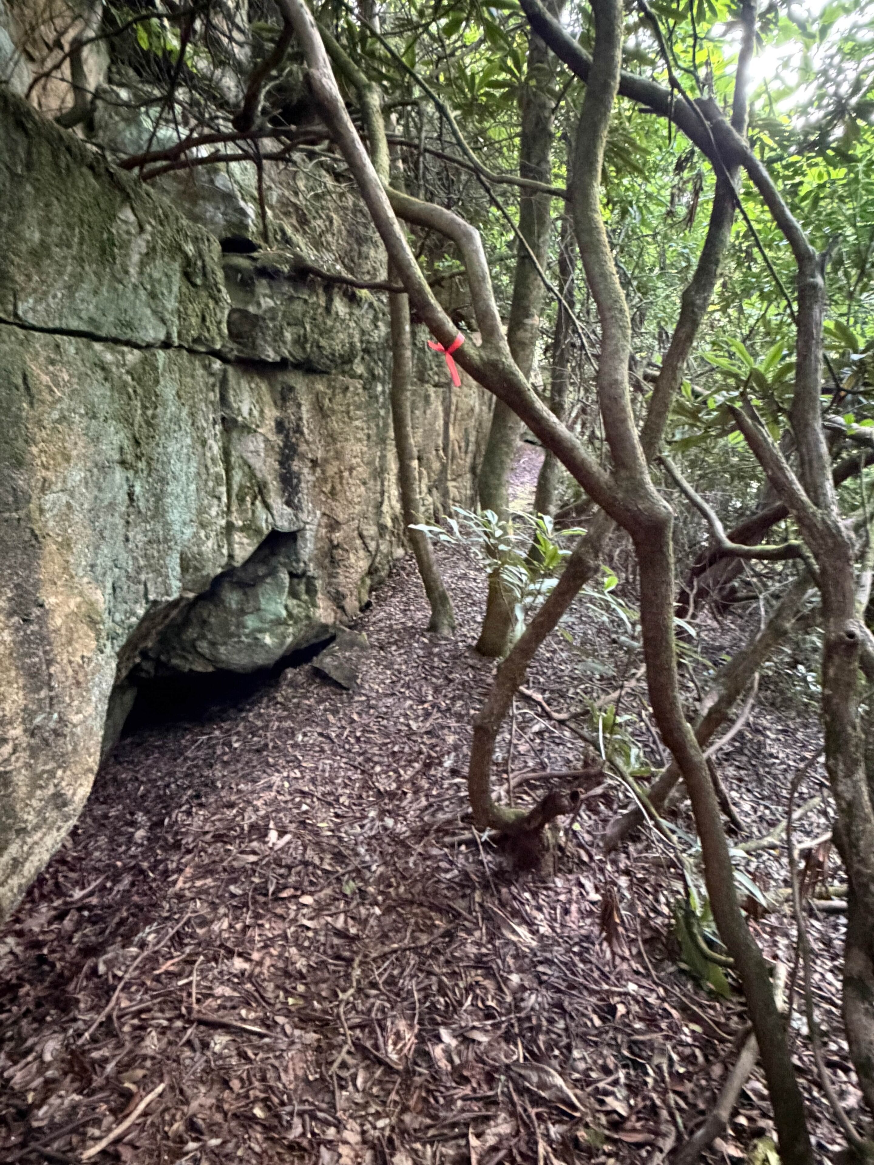 A natural rock formation with a cave entrance, surrounded by dense foliage and a forest floor covered with leaves.