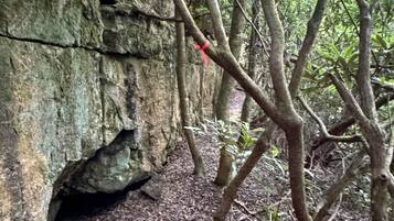 A natural rock formation with a cave entrance, surrounded by dense foliage and a forest floor covered with leaves.