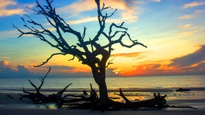 A tree silhouette against a sunset sky. - Pecan Pointe Cottage - Pet Friendly (Brunswick)