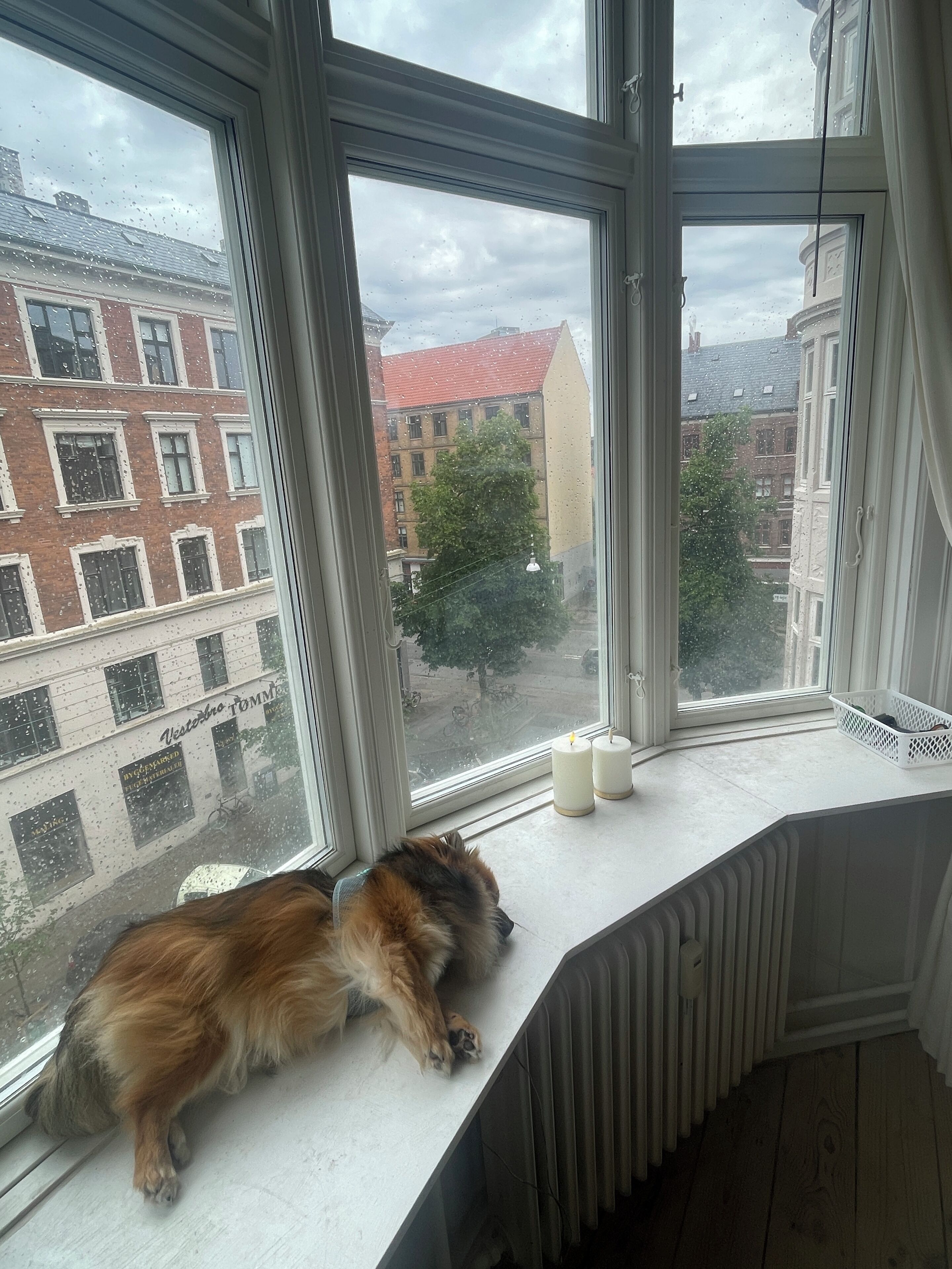 A dog resting on a window sill with a view of buildings and a tree outside.