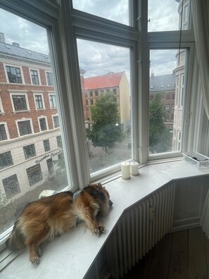 A dog resting on a window sill with a view of buildings and a tree outside. - Beautiful, spacious apartment in Copenhagen (København)