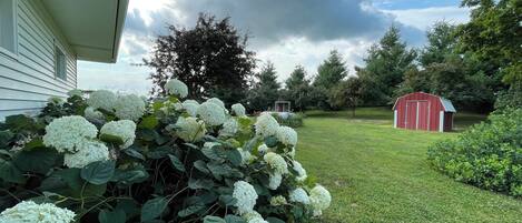 A garden with hydrangea bushes, a red shed, and a white house.