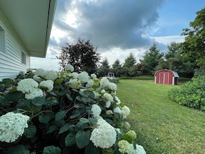 Ein Garten mit Hortensiensträuchern, einem roten Geräteschuppen und einem weißen Haus.