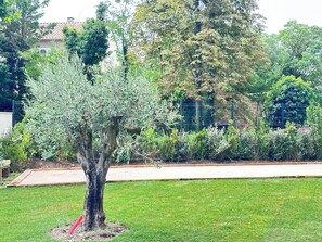 A tree in a landscaped area with a fence and greenery in the background.