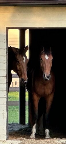 Equestrian cottage— country living in the city