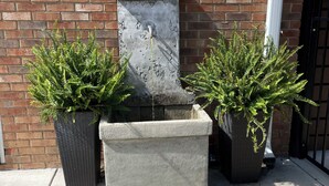 A concrete planter with a fountain, two potted ferns, and a brick wall background. - Equestrian cottage— country living in the city (Aiken)