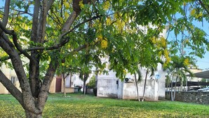 A courtyard with a tree, a grassy area, and a building with a TV antenna.