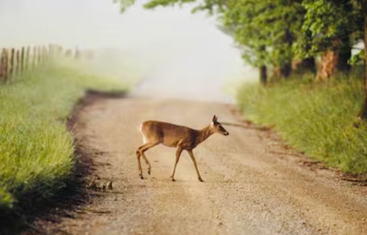 Un ciervo en un camino rural de tierra.
