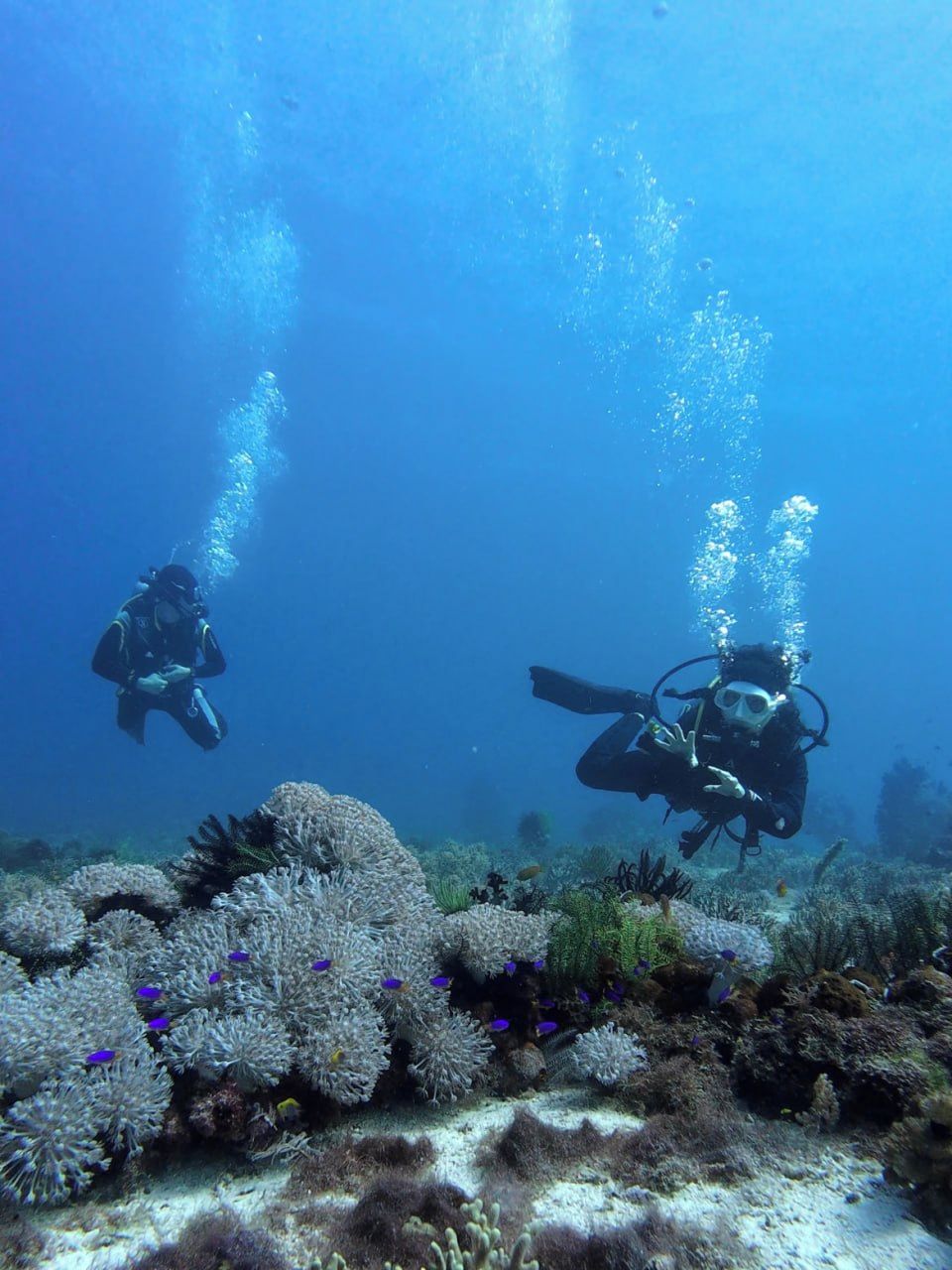Two divers underwater with coral formations and marine life in the background.