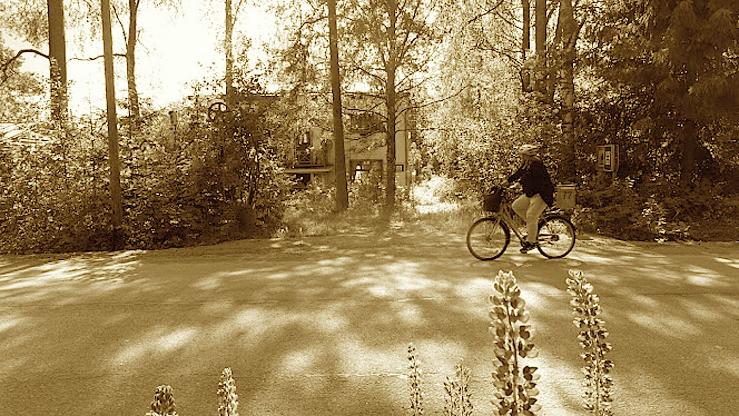 Een fietser op een weg, omringd door bomen.