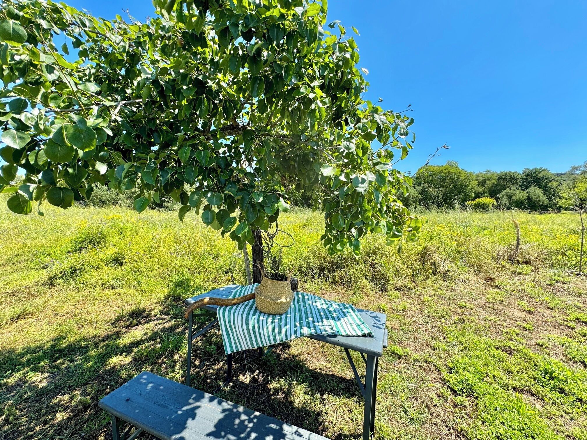 Una mesa de picnic con una cesta tejida y un mantel a rayas, ubicada en un campo de césped con un árbol sobre ella.
